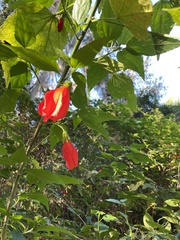 Malvaviscus penduliflorus