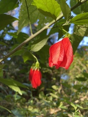 Malvaviscus penduliflorus