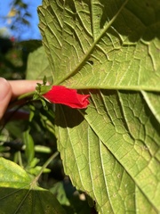 Malvaviscus penduliflorus