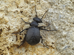 Meloe mediterraneus