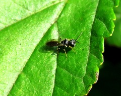 Diodontus minutus