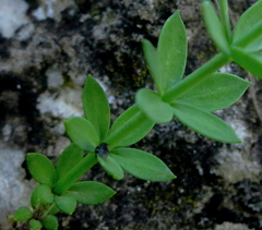 Linaria verticillata cuartanensis
