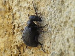 Meloe mediterraneus