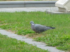Columba palumbus