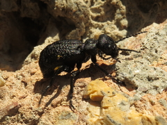 Meloe mediterraneus