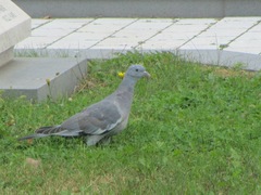 Columba palumbus