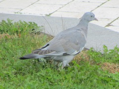 Columba palumbus