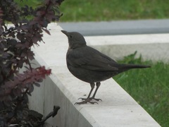 Turdus merula