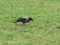 Corvus cornix