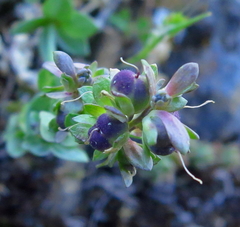 Linaria verticillata cuartanensis