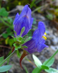 Linaria verticillata cuartanensis