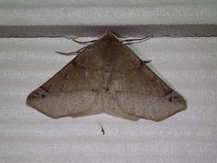 Caripeta triangulata
