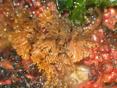 Bugulidae