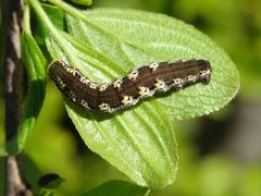 Philereme transversata