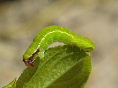 Philereme transversata