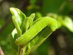 Philereme transversata