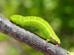 Philereme transversata