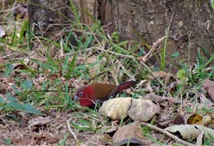 Hypargos niveoguttatus