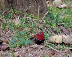 Hypargos niveoguttatus