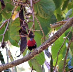 Hypargos niveoguttatus