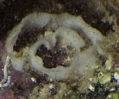 Jorunna tempisquensis