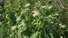 Mikania periplocifolia