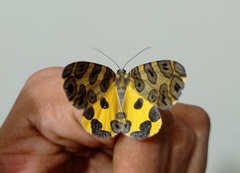Pantherodes pardalaria
