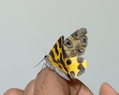 Pantherodes pardalaria