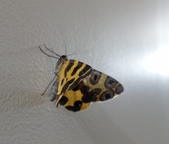Pantherodes pardalaria