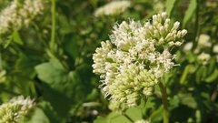 Mikania periplocifolia