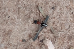 Pseudomethoca gounellei