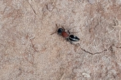 Pseudomethoca gounellei