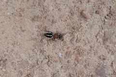 Pseudomethoca gounellei