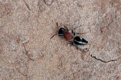 Pseudomethoca gounellei