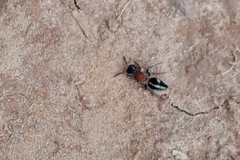 Pseudomethoca gounellei