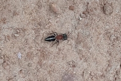 Pseudomethoca gounellei