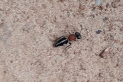 Pseudomethoca gounellei