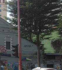 Terminalia molinetii