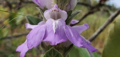 Justiciinae