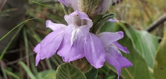 Justiciinae