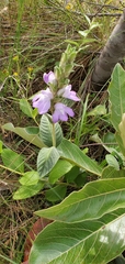 Justiciinae