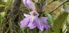 Justiciinae