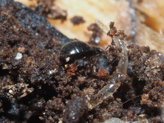 Microphysidae