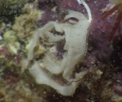 Jorunna tempisquensis