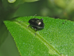 Chaetocnema concinna