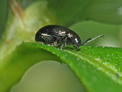 Chaetocnema concinna