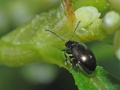 Chaetocnema concinna