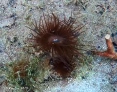 Isanemonia australis