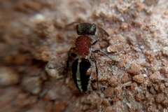 Pseudomethoca gounellei