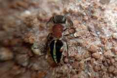 Pseudomethoca gounellei